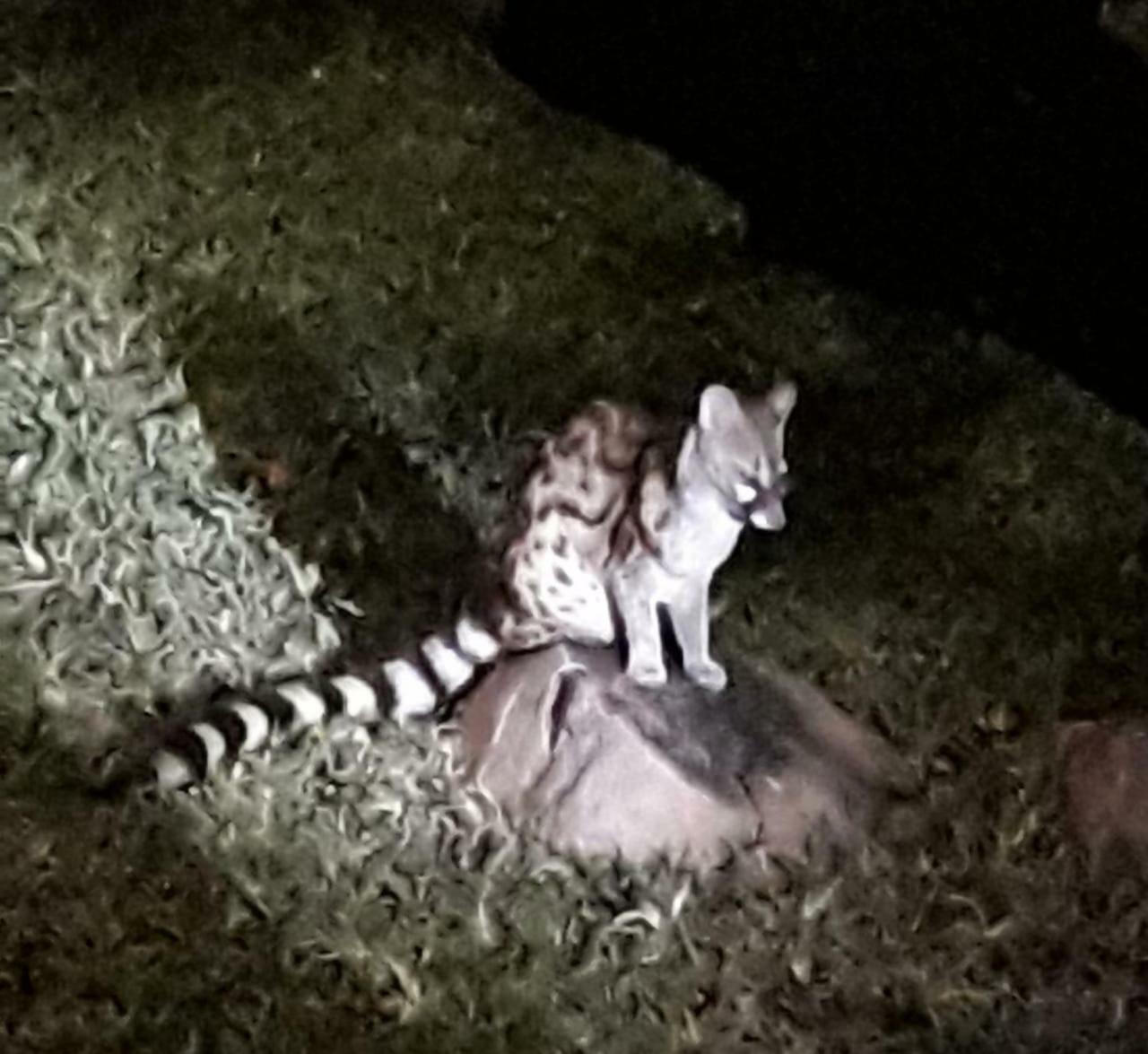 De Bruine Huis Marloth Park Ngoại thất bức ảnh